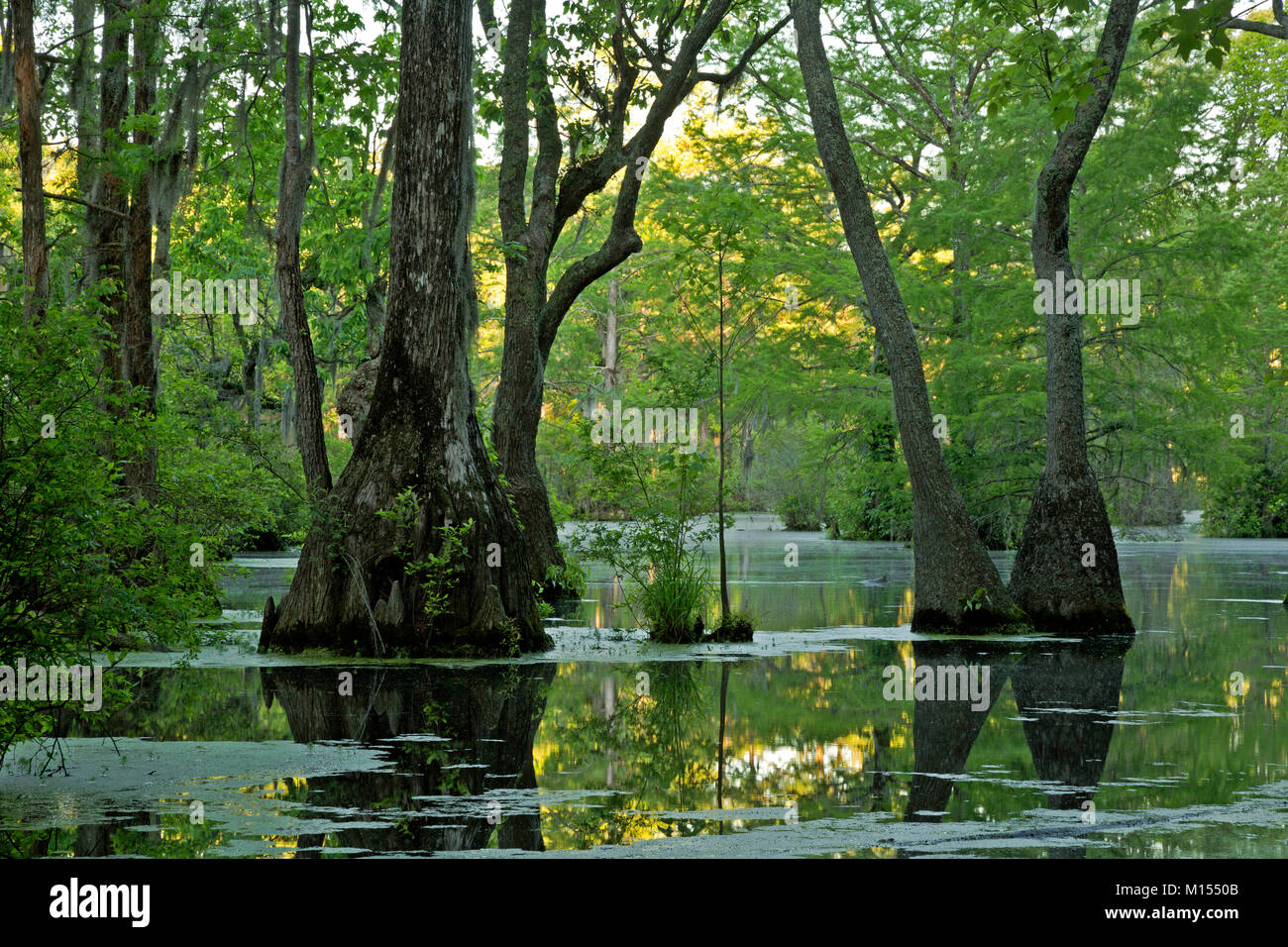 NC01485-00...NORTH CAROLINA - Bald cypress and tupalo gum trees surrounded by a floating mat of duckweed in Merchant Millpond; at Merchant Millpond St Stock Photo