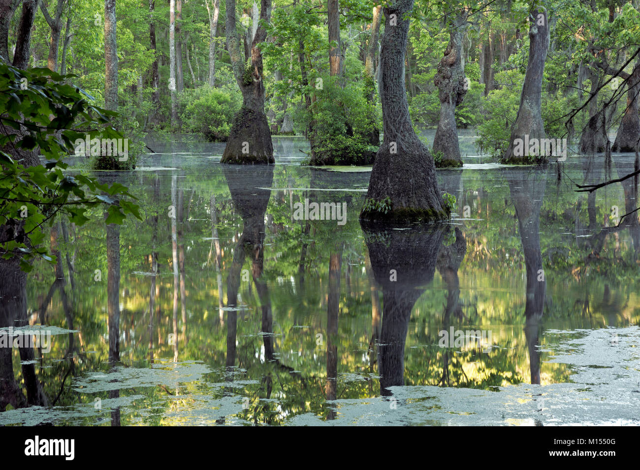 NC01486-00...NORTH CAROLINA - Bald cypress and tupalo gum trees surrounded by a floating mat of duckweed in Merchant Millpond; at Merchant Millpond St Stock Photo