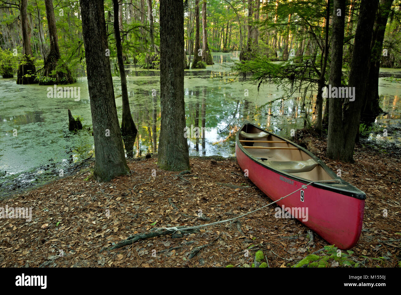 NC01487-00...NORTH CAROLINA - Canoe beached at backcountry campsite in the cypress swamp of Merchant Millpond State Park. Stock Photo