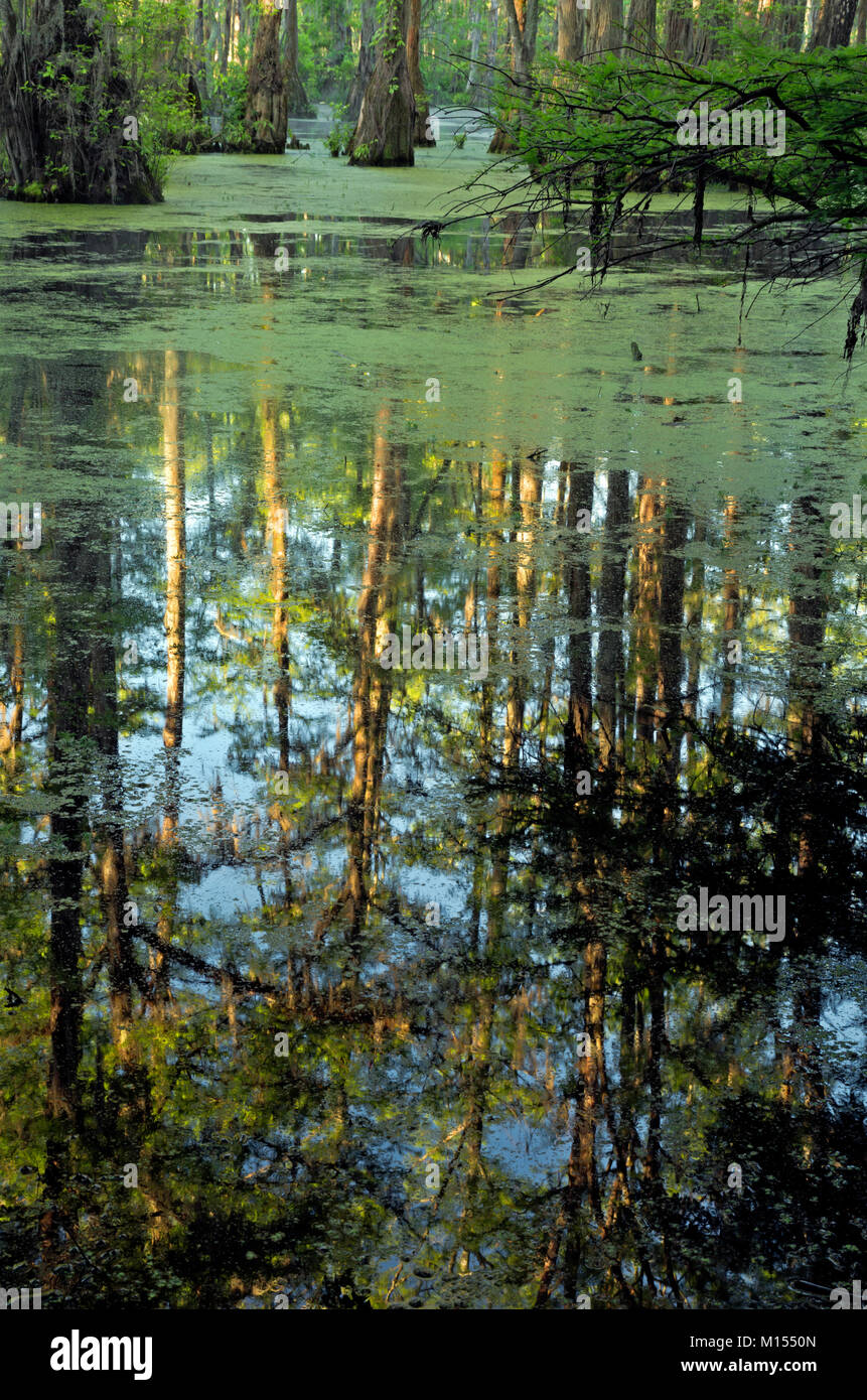 NC01489-00...NORTH CAROLINA - Bald cypress and tupalo gum trees surrounded by a floating mat of duckweed reflected in the still waters of Merchant Mil Stock Photo