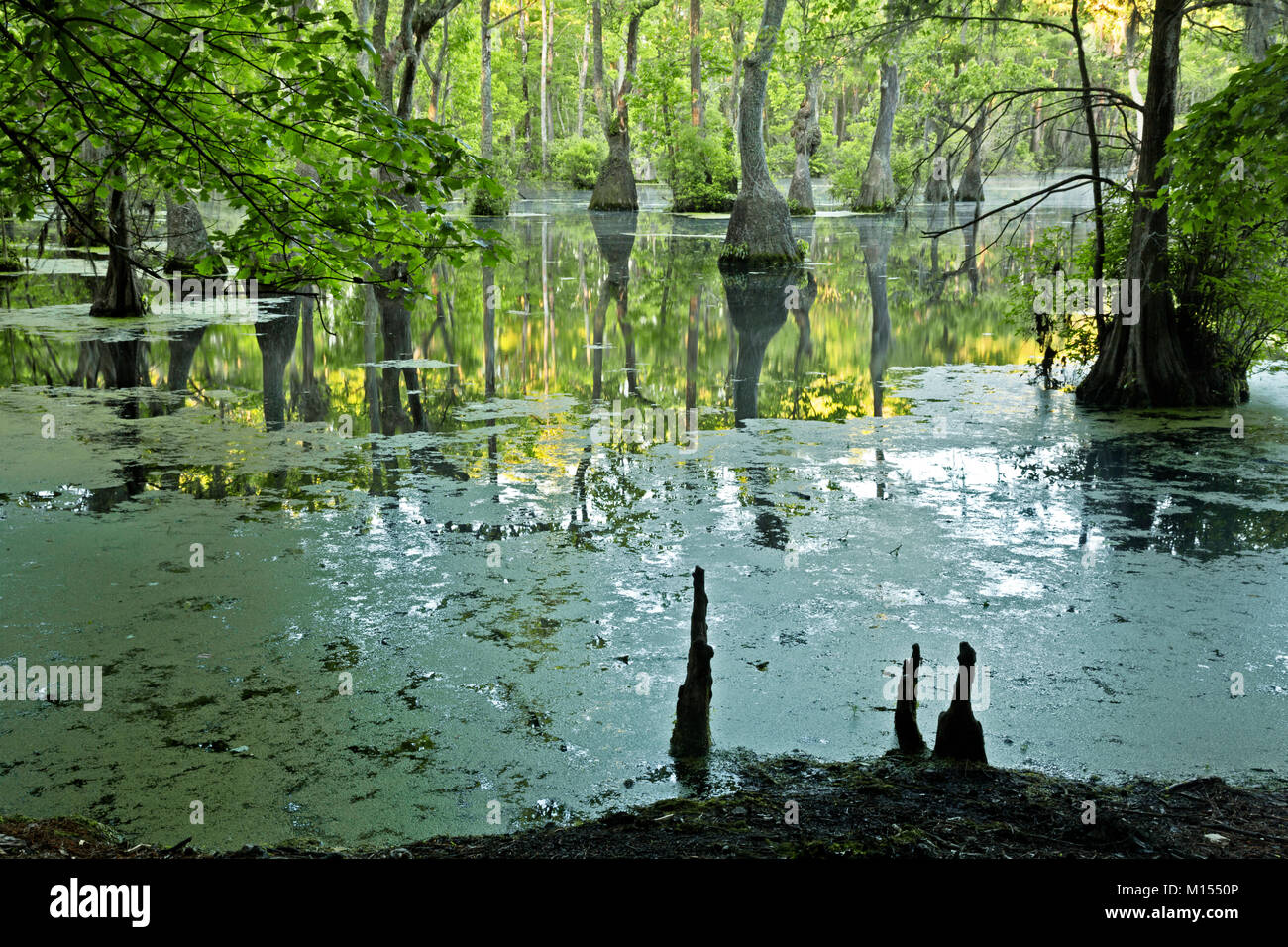 NC01490-00...NORTH CAROLINA - Knees of the Bald cypress trees and tupalo gum trees surrounded by a floating mat of duckweed reflected in the still wat Stock Photo