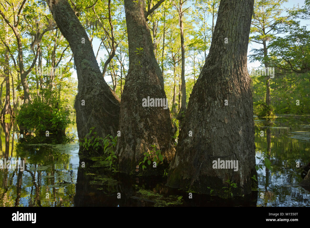 NC01491-00...NORTH CAROLINA - Large bases of bald cypress and tupelo gun trees provide stability for the trees growing in a swamp, Merchants Millpond. Stock Photo