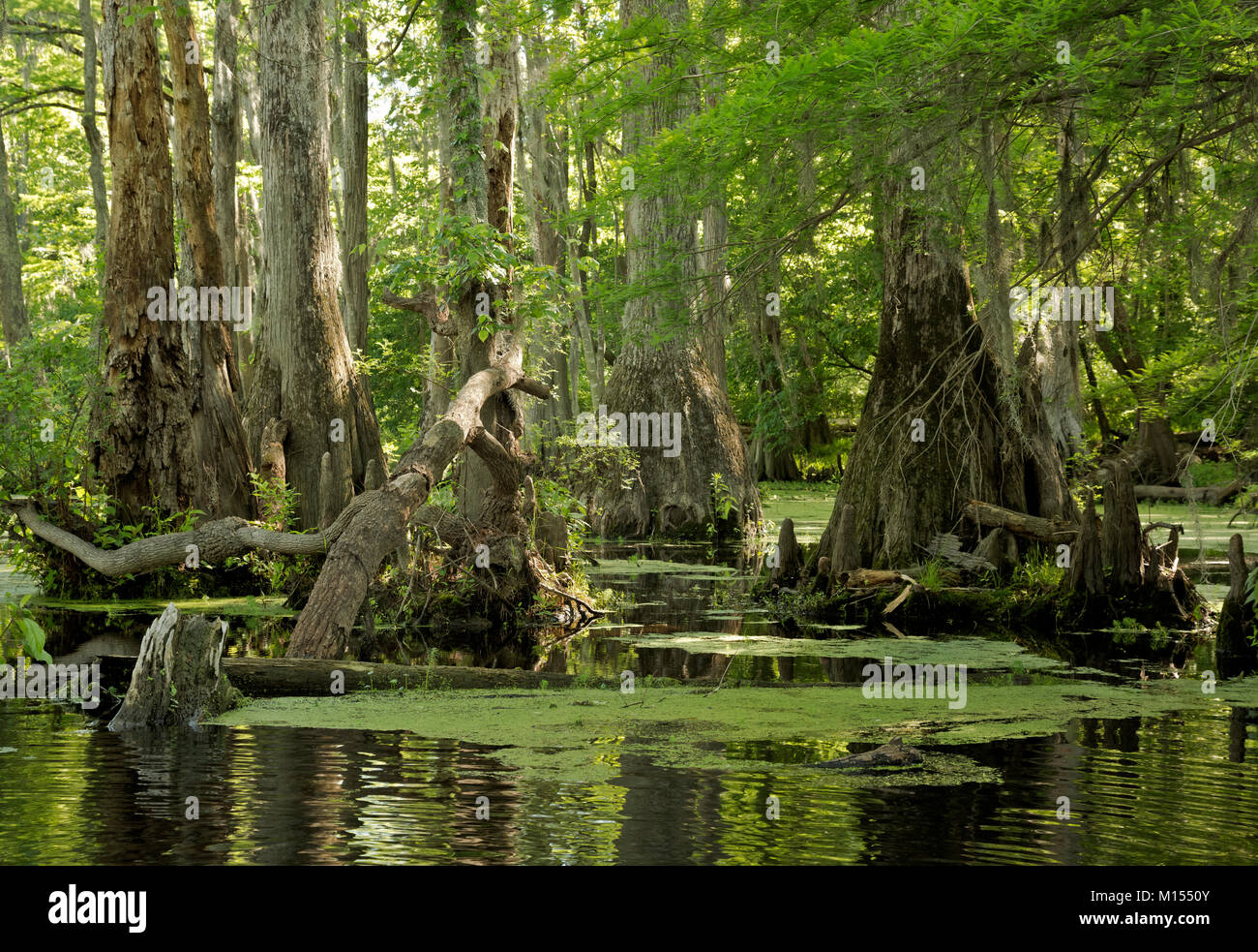 NC01492-00...NORTH CAROLINA - Bald cypress trees, with knees, and tupelo gum trees surrounded by a mat of duckweed in Merchant Millpond State Park. Stock Photo