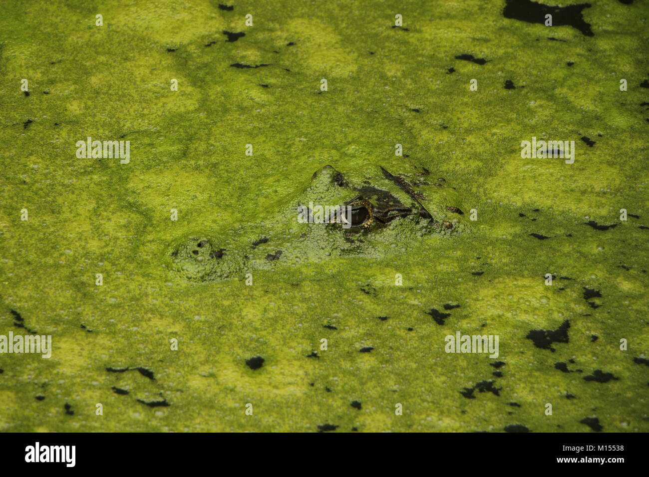 Caimans eye looks through the duckweed in the water Stock Photo