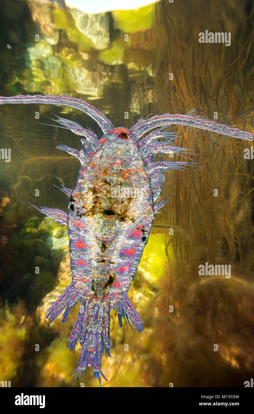 Copepods - are a group of small crustaceans found in nearly every freshwater and saltwater habitat. Stock Photo