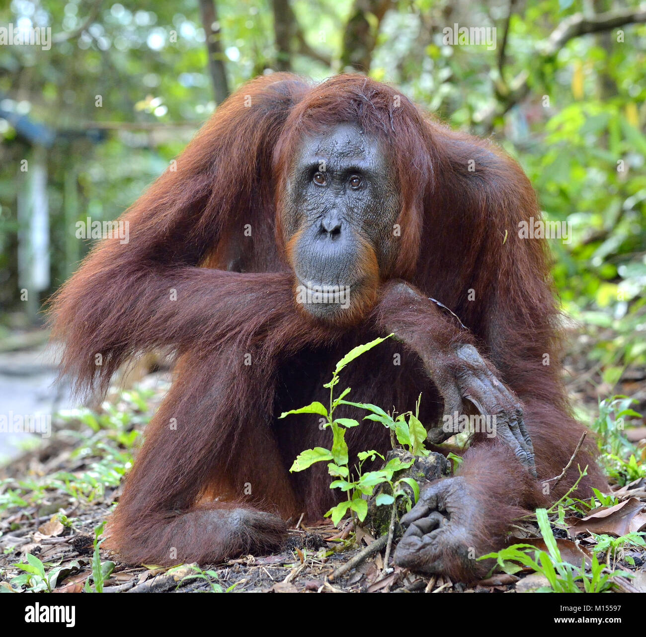 Close up Portrait of Bornean orangutan in the wild nature. Central Bornean orangutan ( Pongo pygmaeus wurmbii ) in natural habitat. Tropical Rainfores Stock Photo