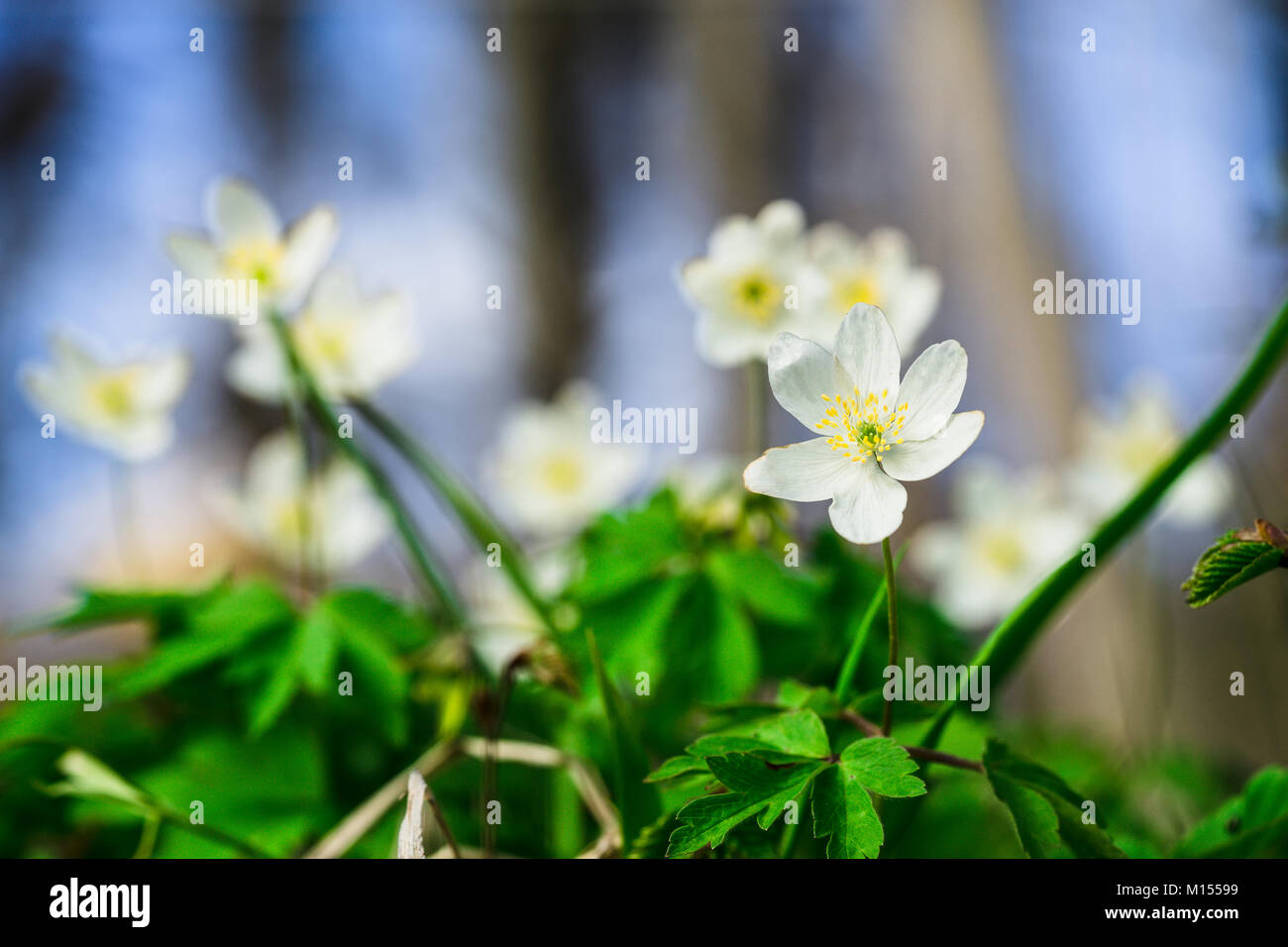 White spring flower in forest, blurred background Stock Photo