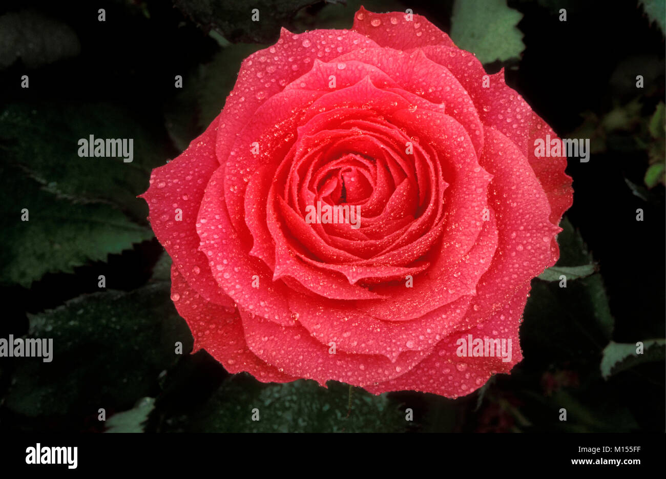 The Netherlands. Lisse. Rose. Dewdrops. Stock Photo