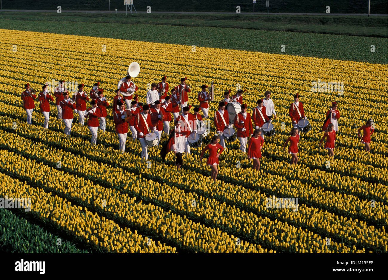The Netherlands. De Zilk. Brass band in tulip field. Stock Photo