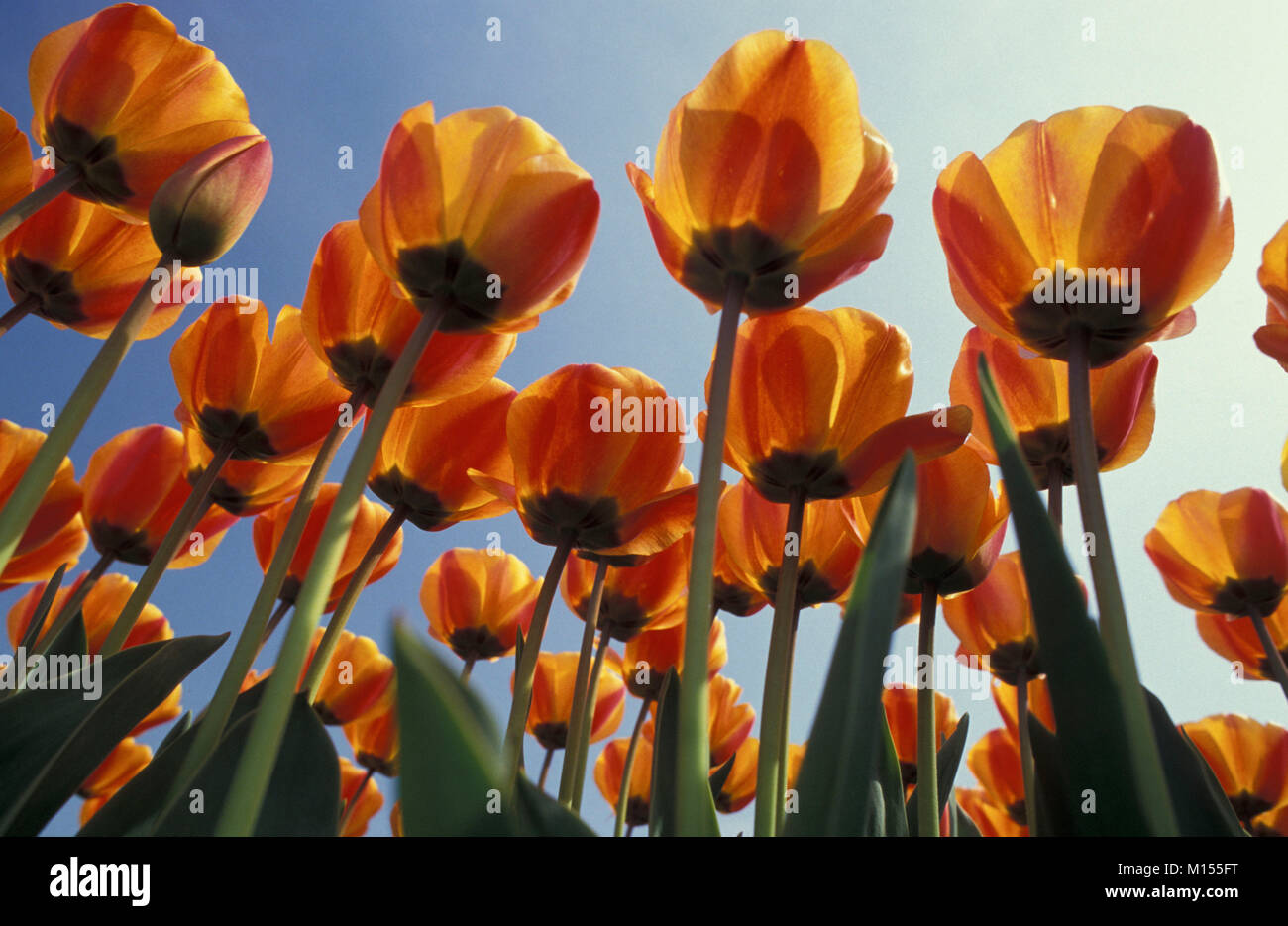 The Netherlands. De Zilk. Tulip fields. Stock Photo