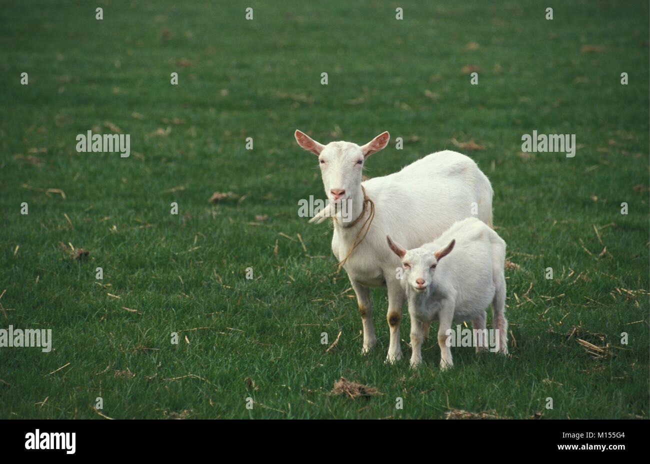 Geitje Young animal goat kid female hi-res stock photography and images - Alamy