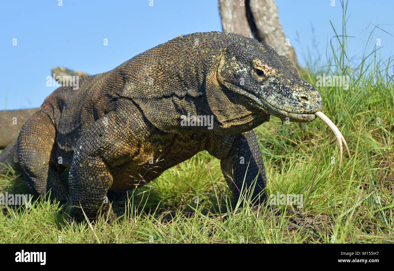Komodo dragon ( Varanus komodoensis ) with the forked tongue sniff air ...