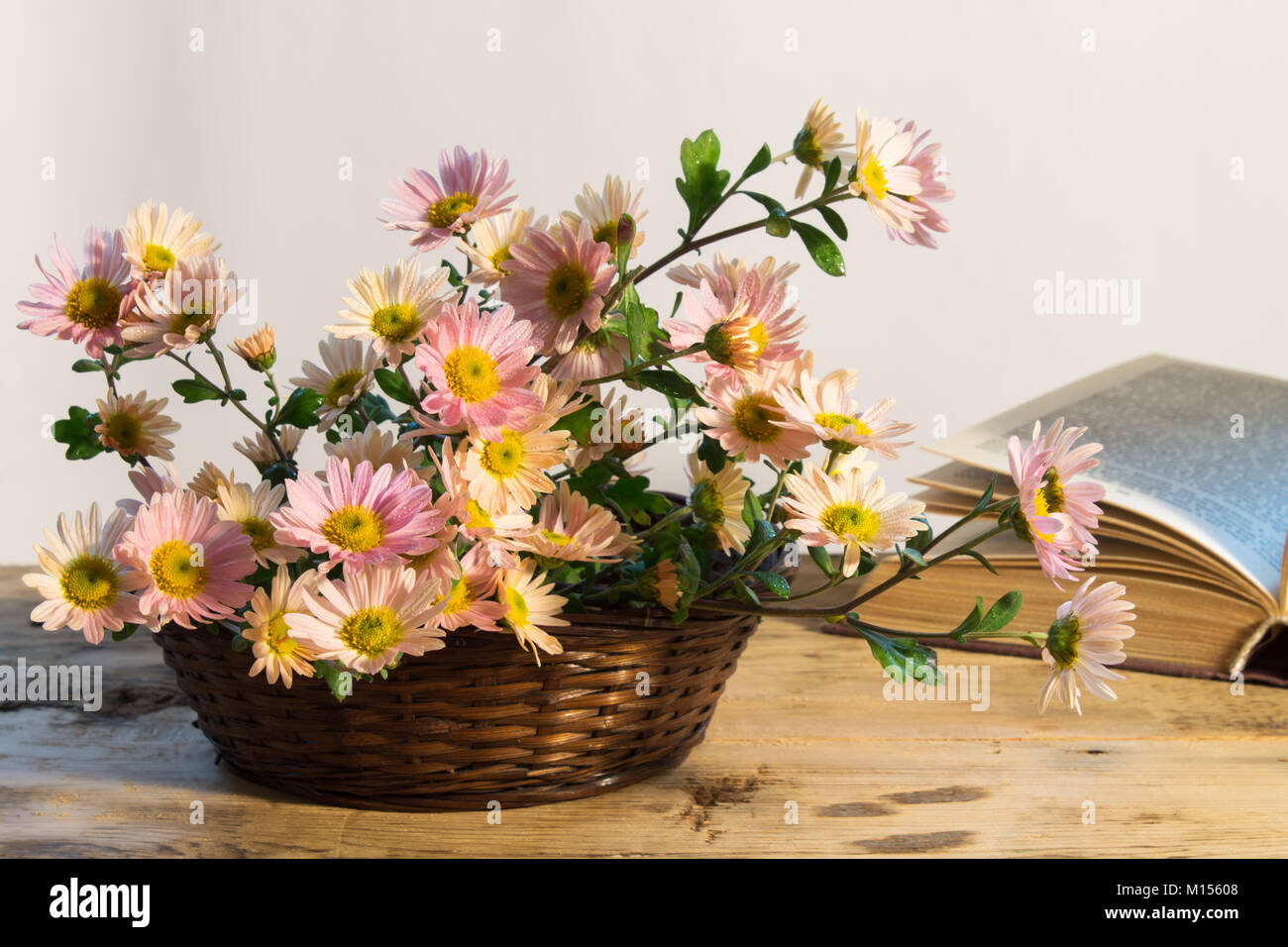 basket with a bouquet of delicate chrysanthemum with dew drops on a background of an open book on a wooden table Stock Photo