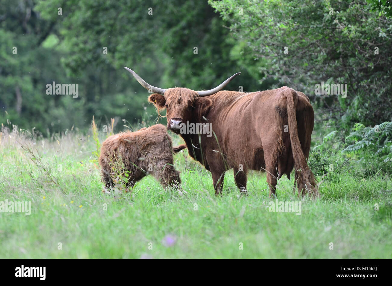 Highland cow and calf Stock Photo - Alamy