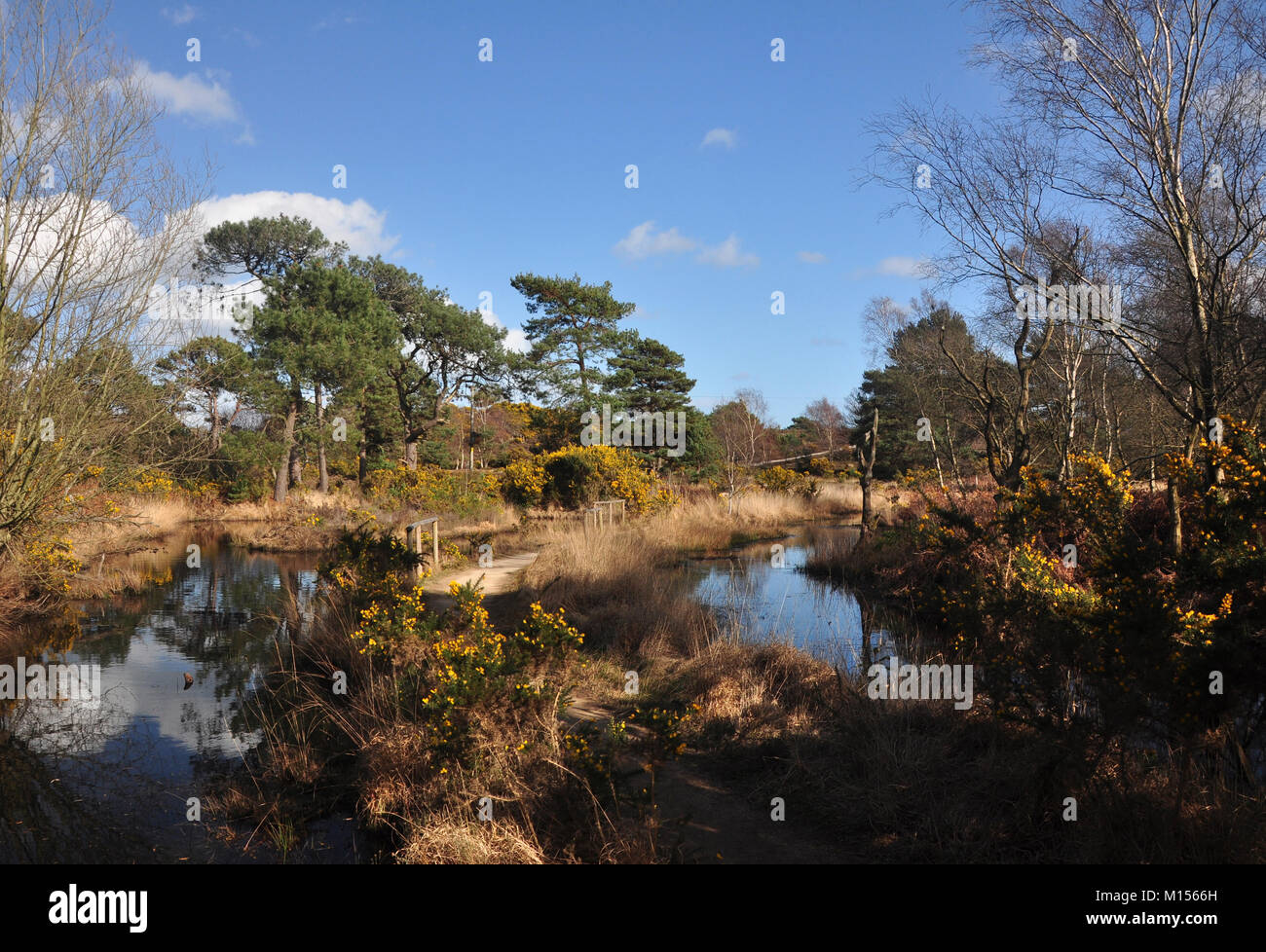 Arne rspb hi-res stock photography and images - Alamy