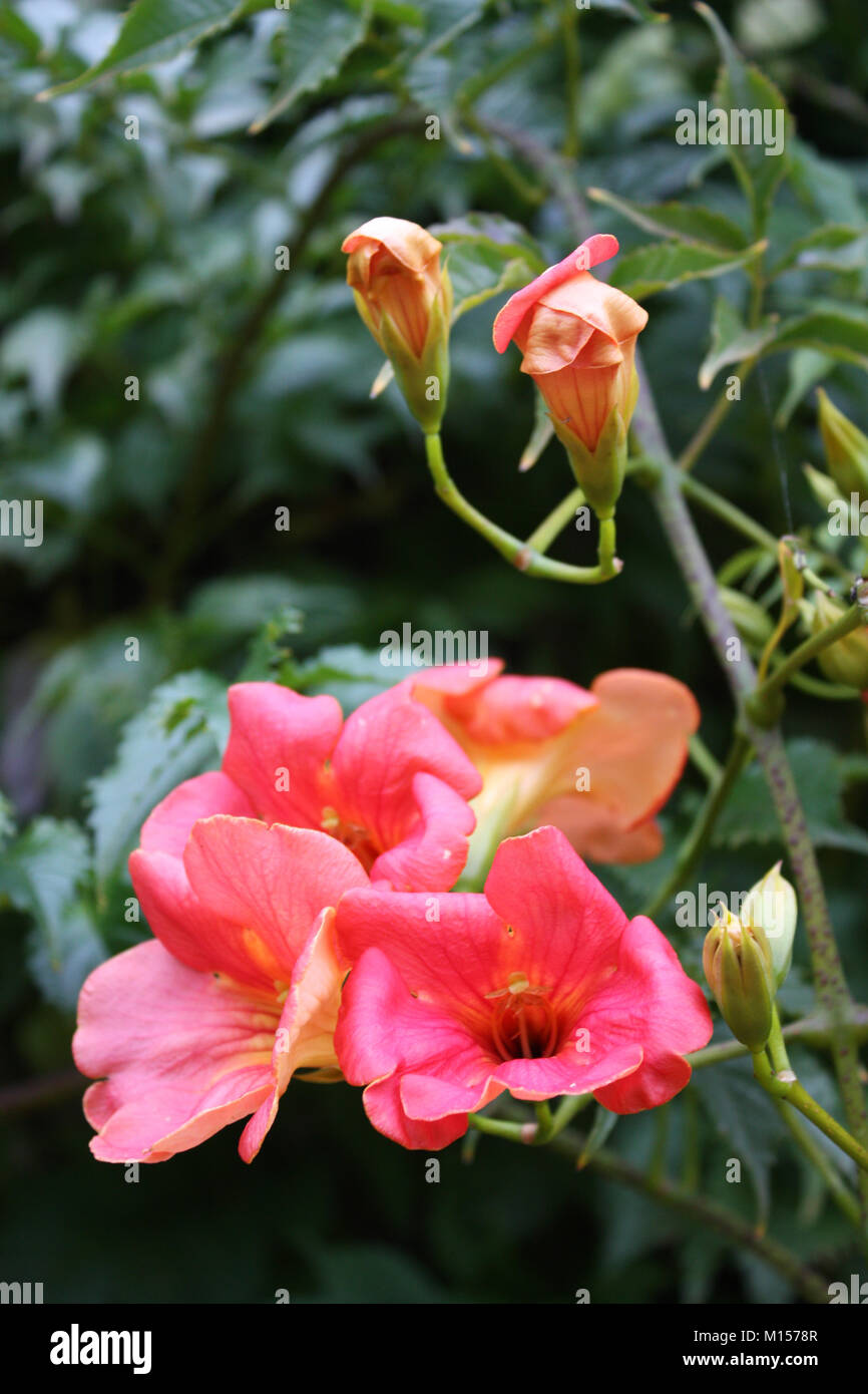 Orange trumpet flowers Stock Photo