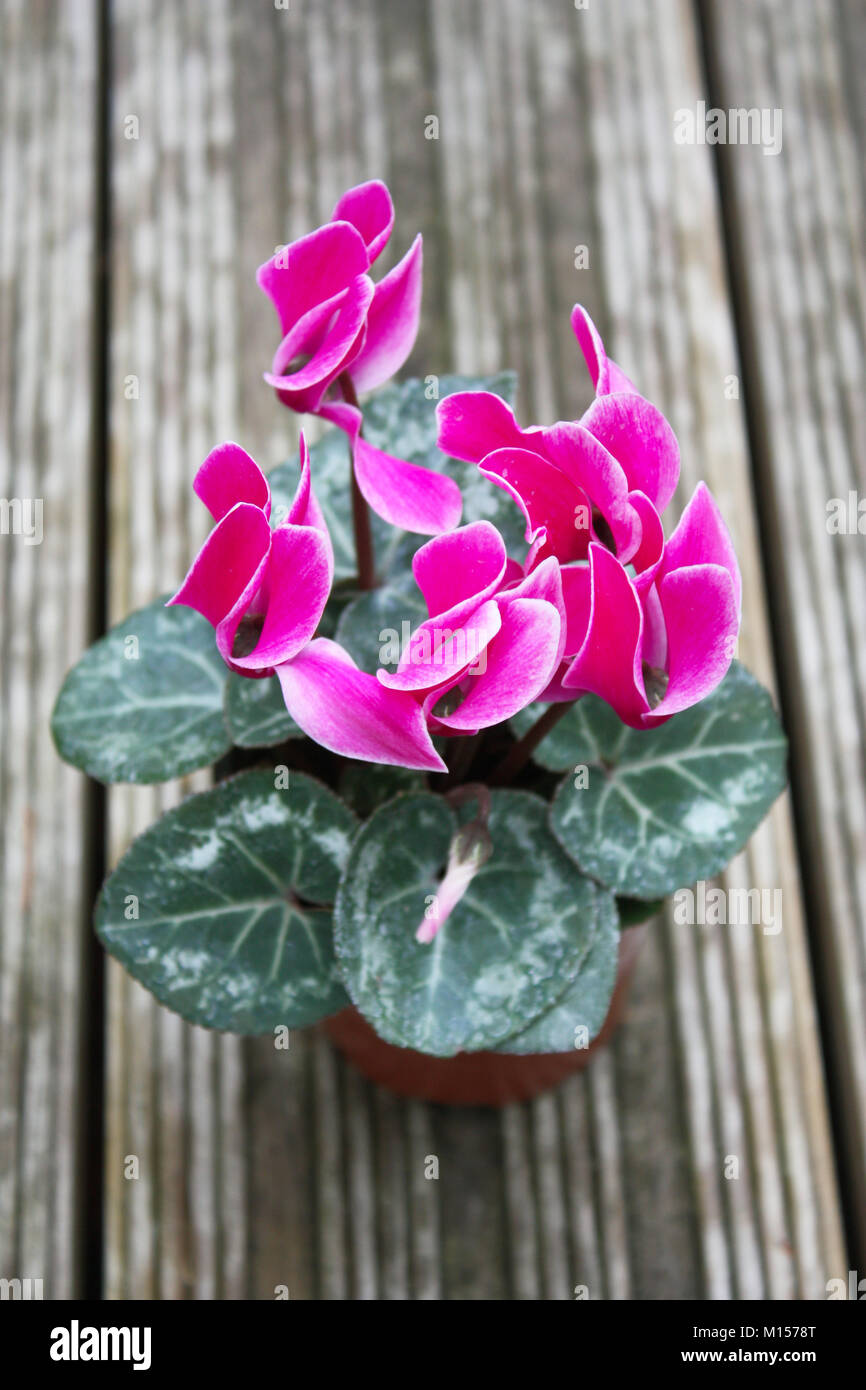 Pink cyclamen flowering plants Stock Photo