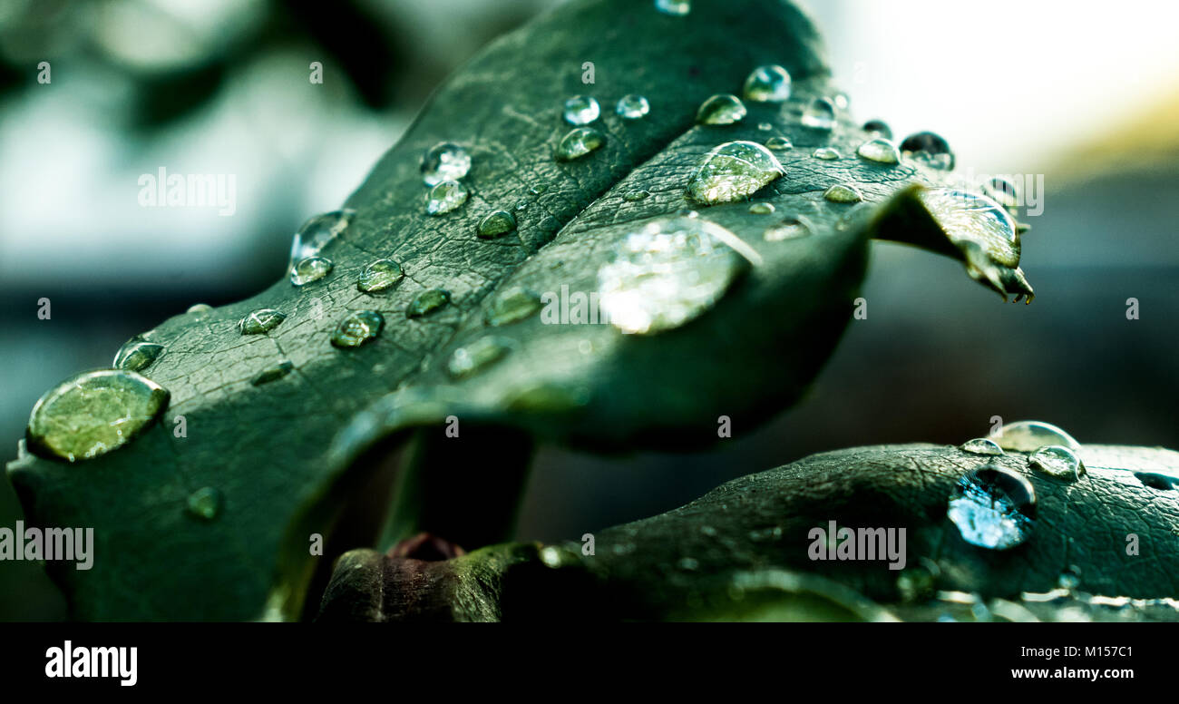 Water drop from green leaf - Stock Image - Everypixel