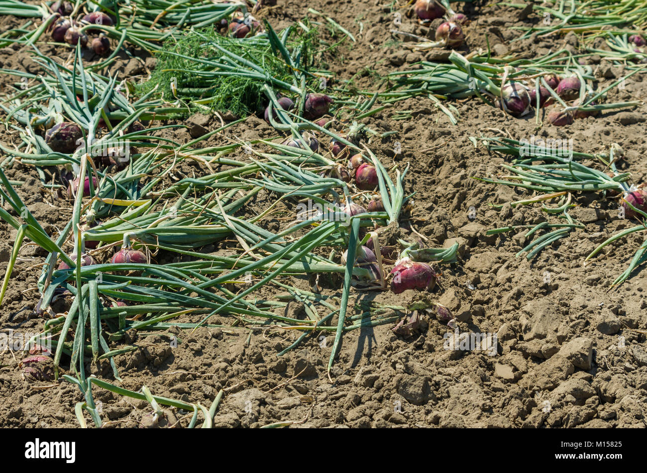 Bags of onions hi-res stock photography and images - Alamy