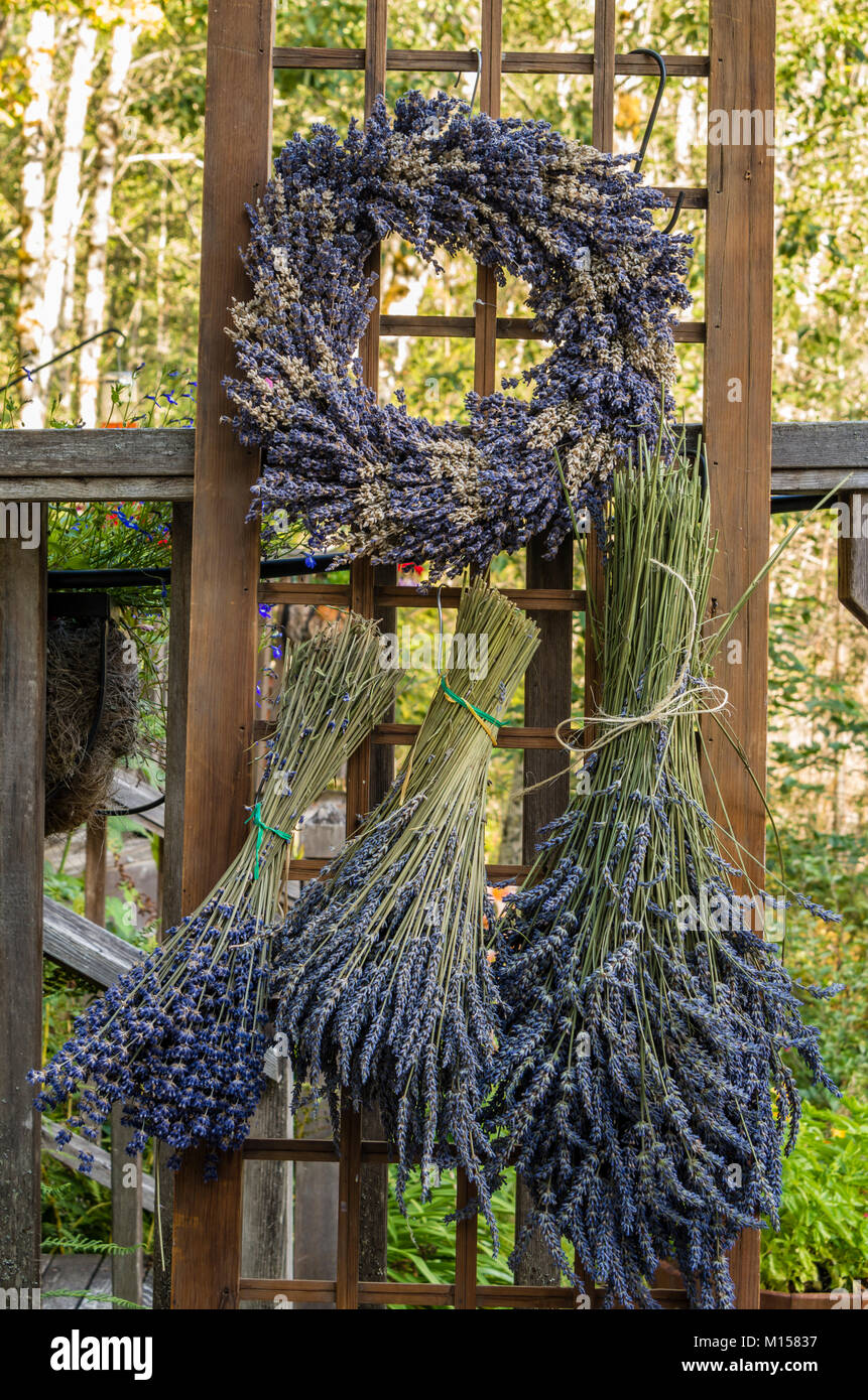 Bunches of dried lavender on a drying rack Stock Photo Alamy