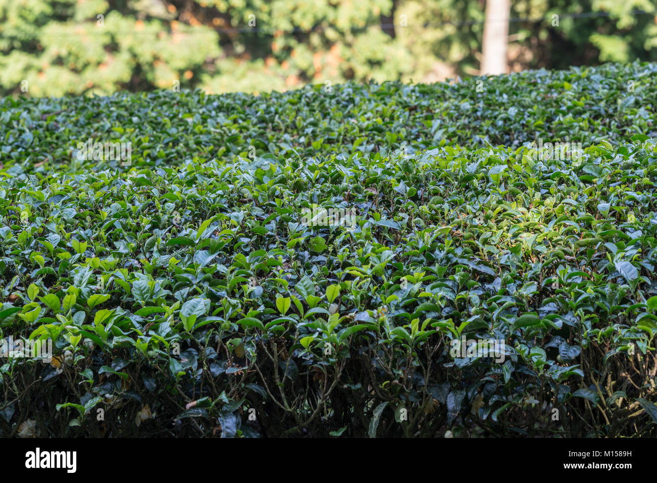 Tea leaf growing in a tea farm used to make a variety of japanese tea