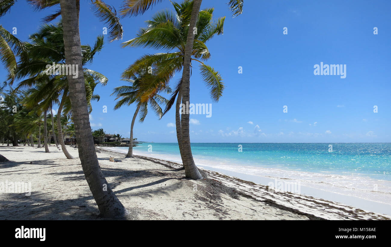 Tropical beach palm trees hi-res stock photography and images - Alamy