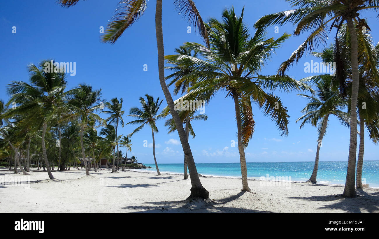 Beach in Dominican Republic covered in Palm Trees Stock Photo