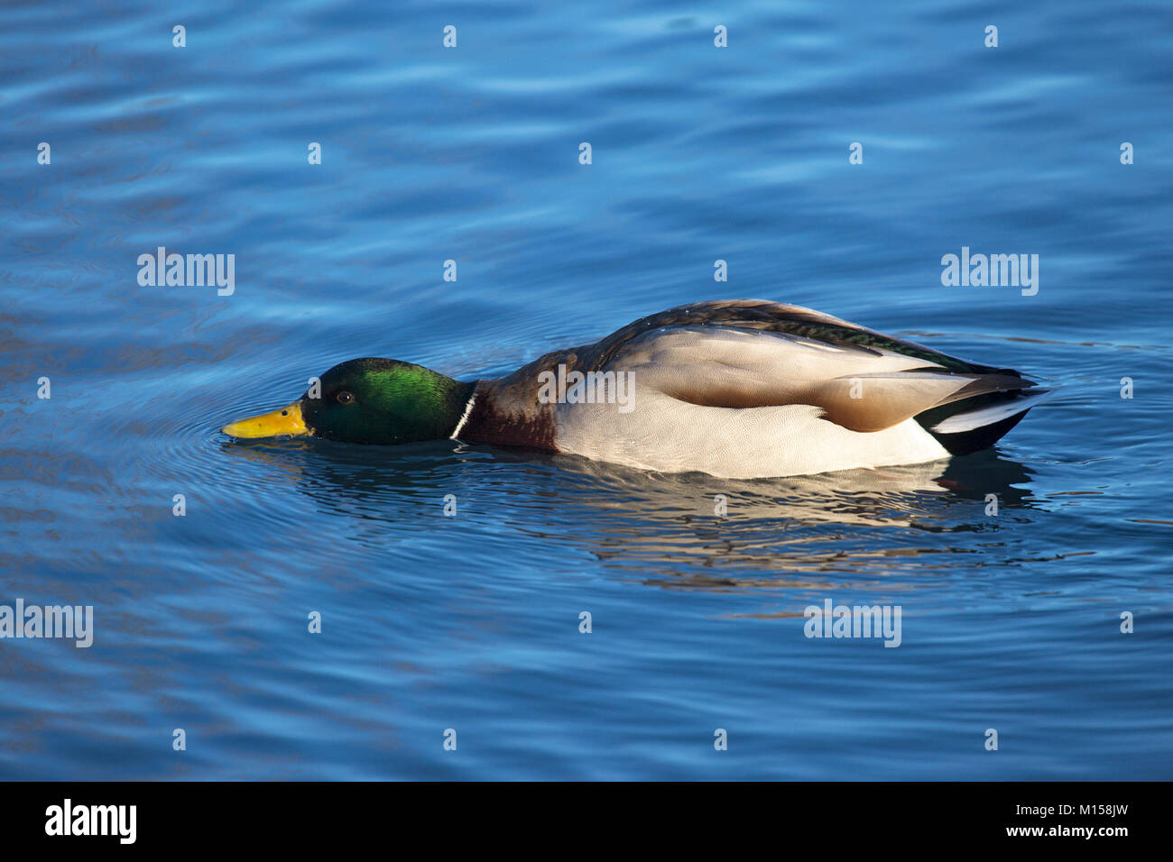 Mallard duck (Anas platyrhynchos) Stock Photo