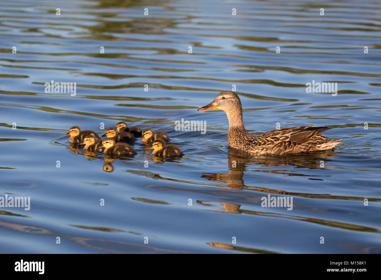 Mallard duck mother and ducklings Stock Photo
