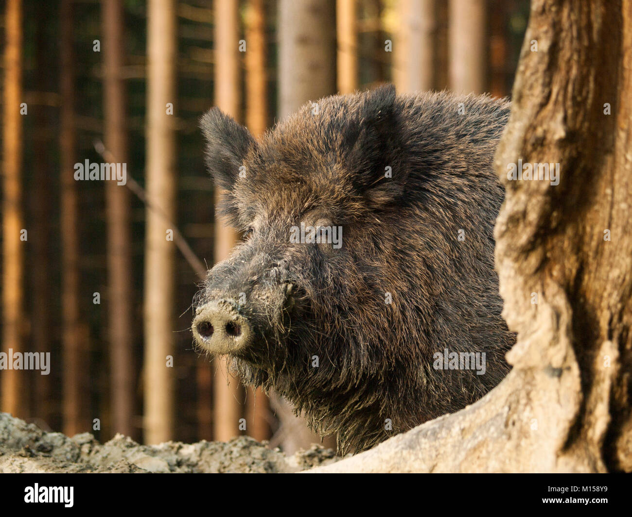 Scorafa Sus scrofa scrofa - Head of Central european boar in forest Stock Photo ...