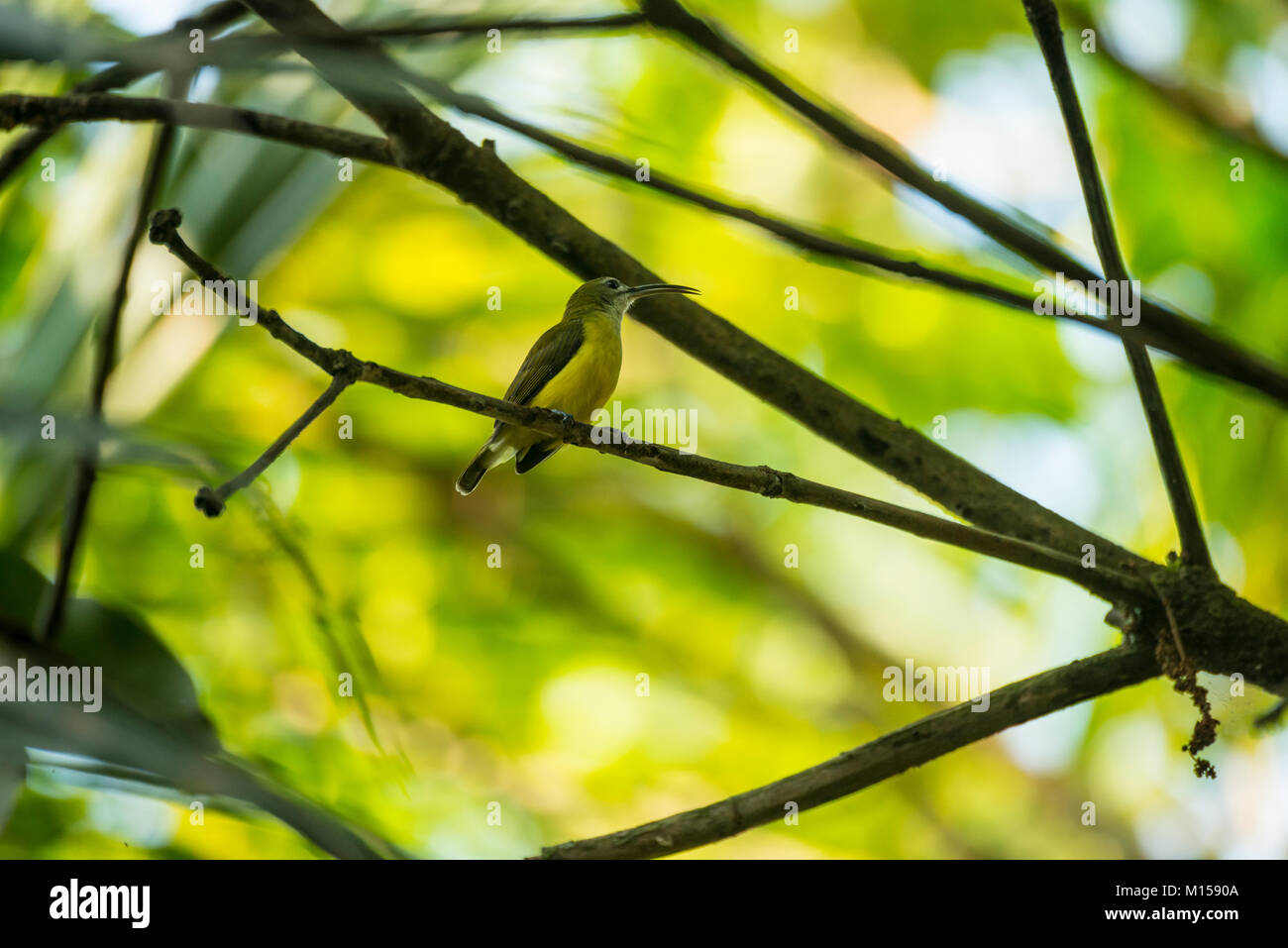 A Loten's Sunbird sits on its perch looking around in the dense foliage of Wayanad, Kerala Stock Photo