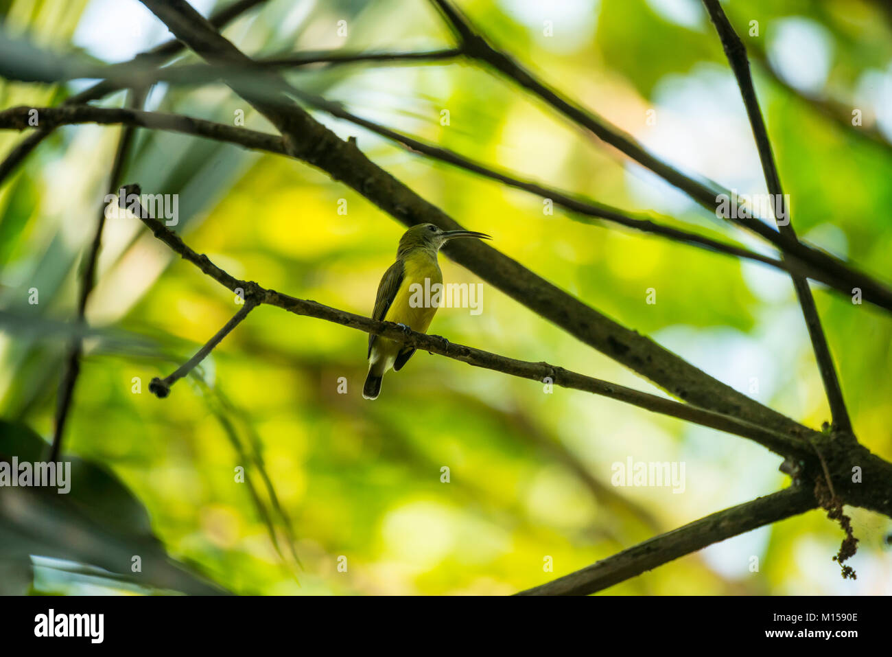 A Loten's Sunbird sits on its perch looking around in the dense foliage of Wayanad, Kerala Stock Photo