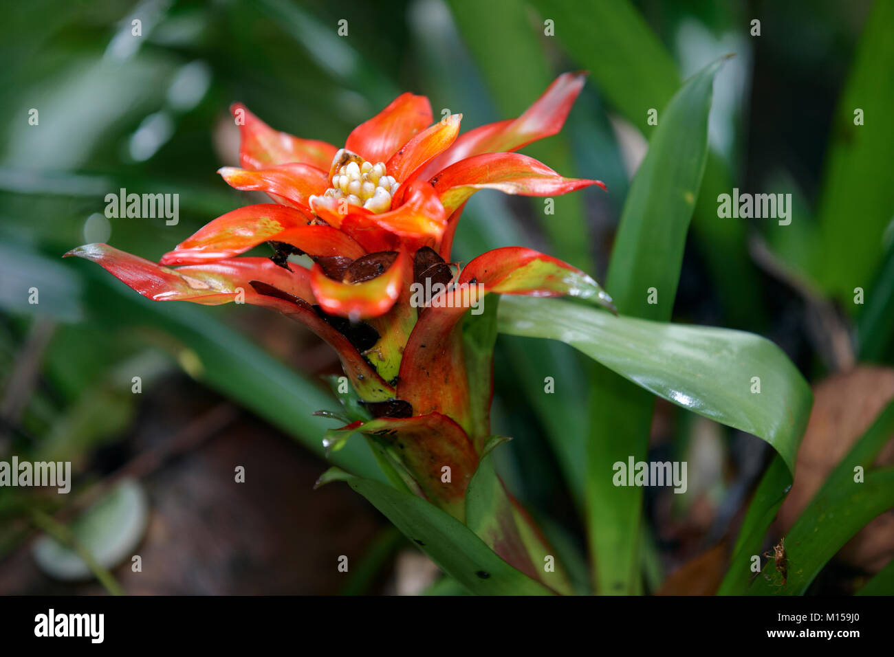 Close up of red Bromelia flower and green leaves. Singapore. Stock Photo