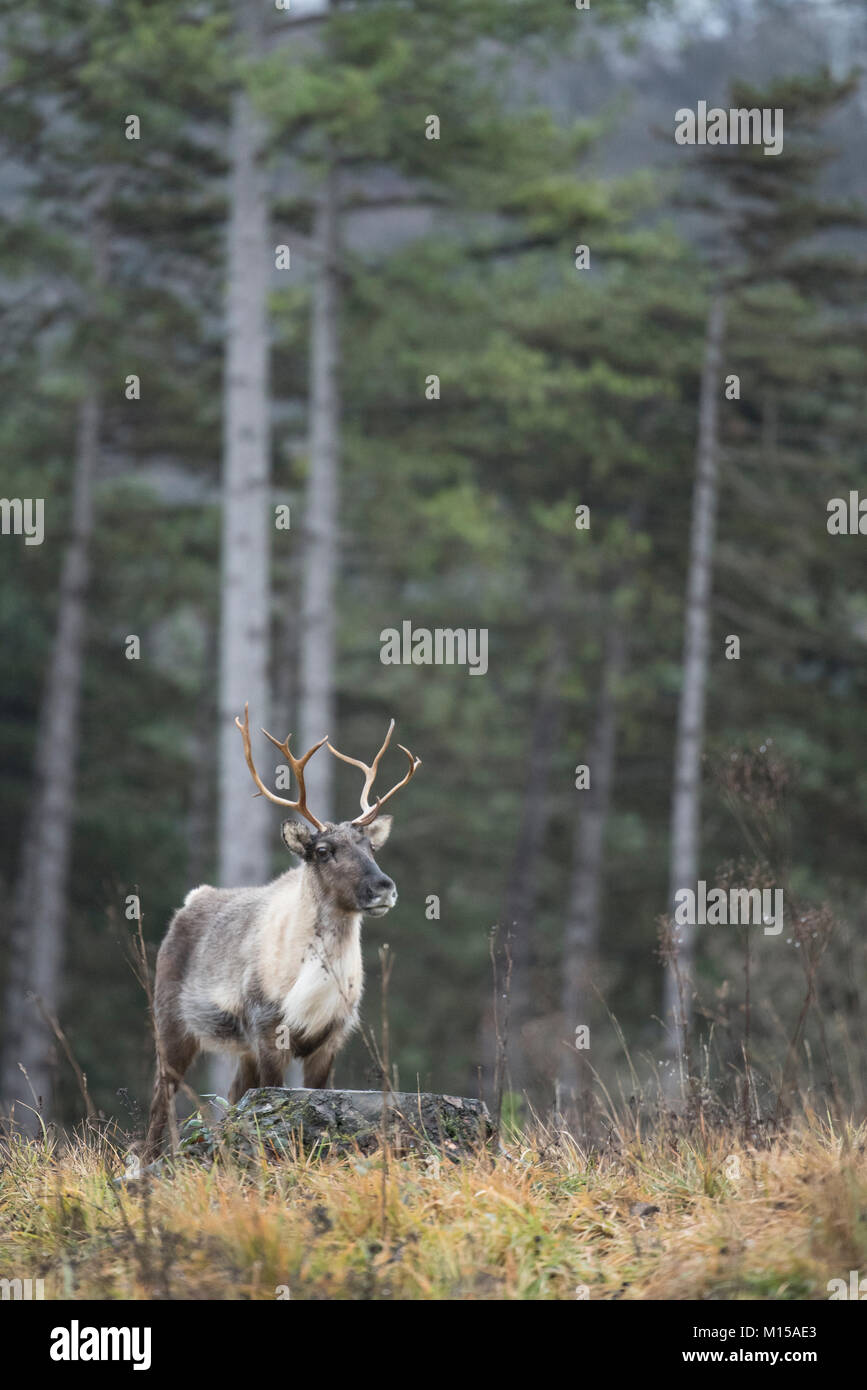 Reindeer, Rangifer tarandus Stock Photo