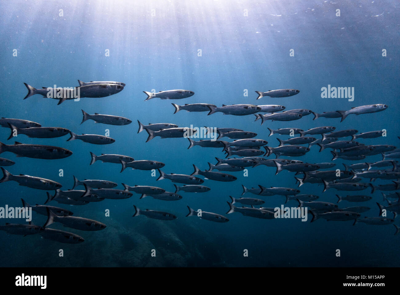 School of Mullet photographed in SE Brazil's island of Ilhabela. Stock Photo