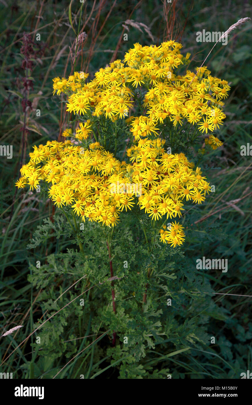 Ragwort, a very common plant, considered a weed in the UK Stock Photo