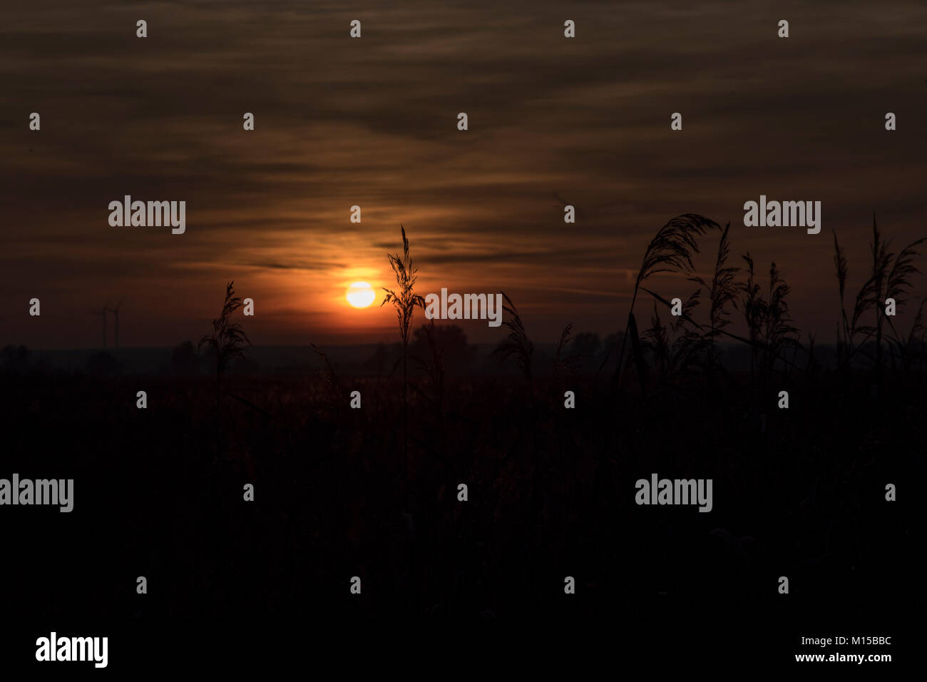 Sunset over the reed bed at Rietzer See (Lake Rietz), a nature reserve