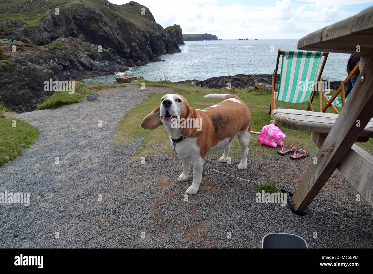 Howling dog at Kynance Cove Cafe, Lizard Peninsula, Cornwall, UK. Beagle / basset hound / cross / mongrel Stock Photo