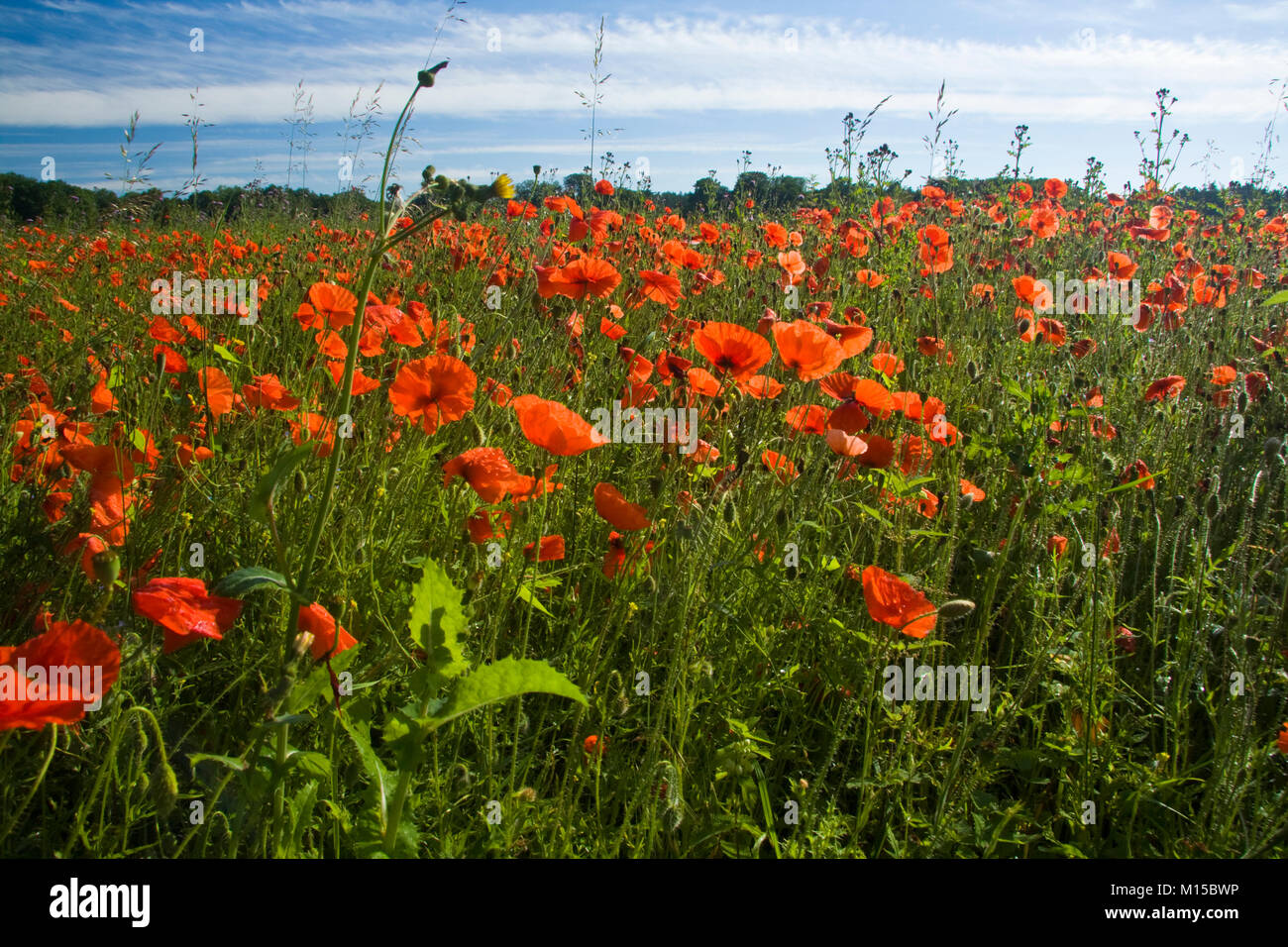 Profusion of poppies hi-res stock photography and images - Alamy