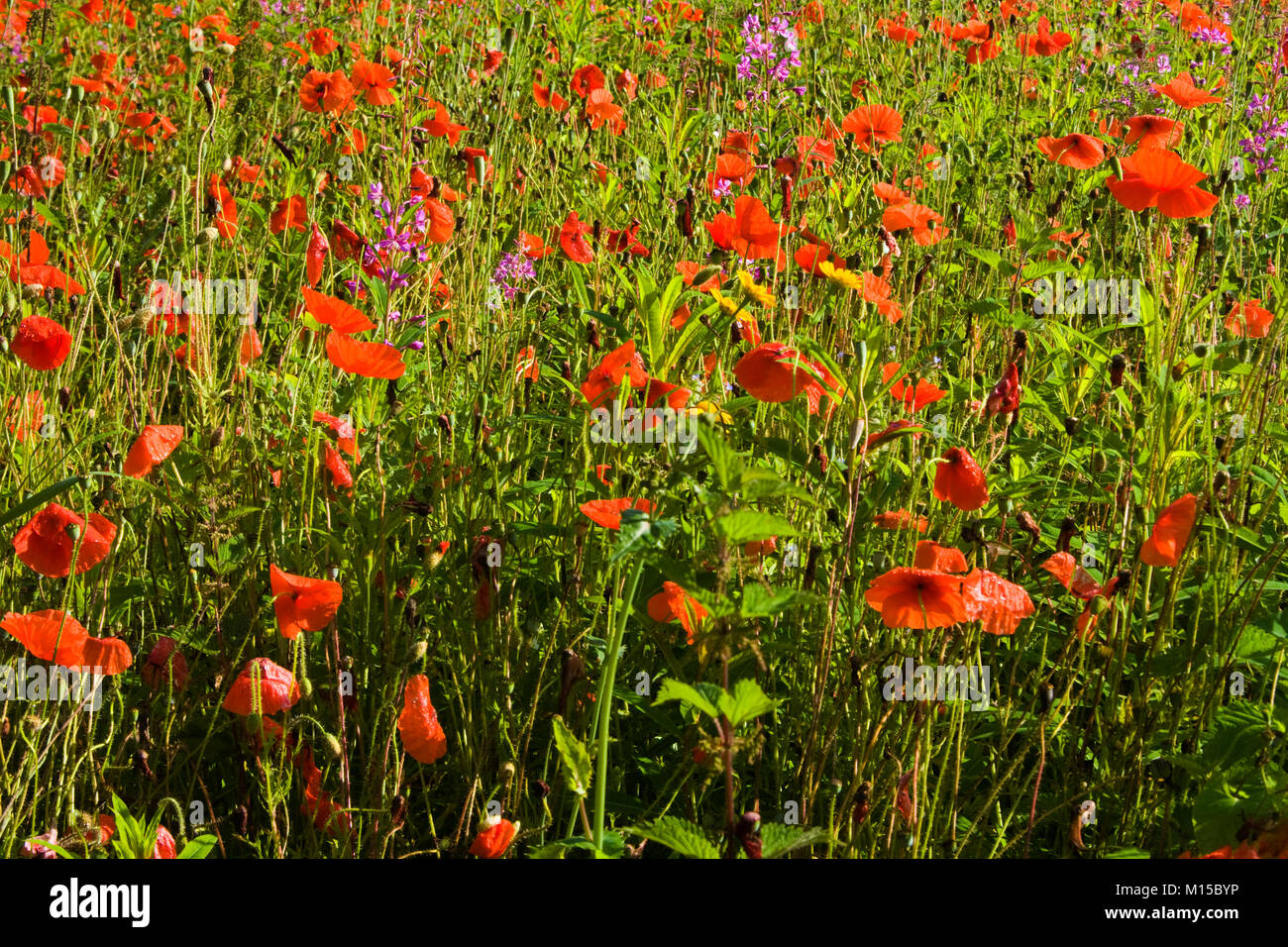 Poppies in wild flower meadow Stock Photo - Alamy