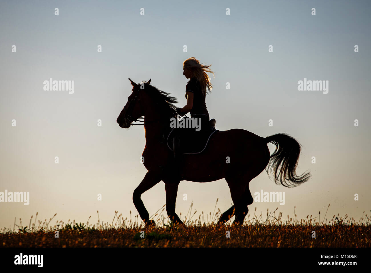 A rider Silhouette on Horseback at sunset Stock Photo - Alamy