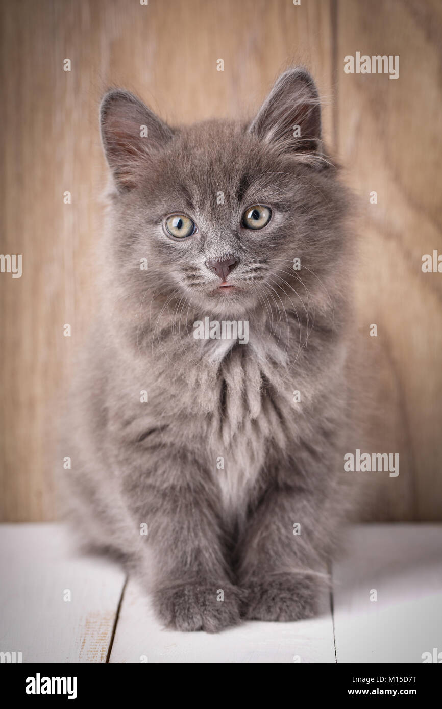Gray hotsell bobtail cat