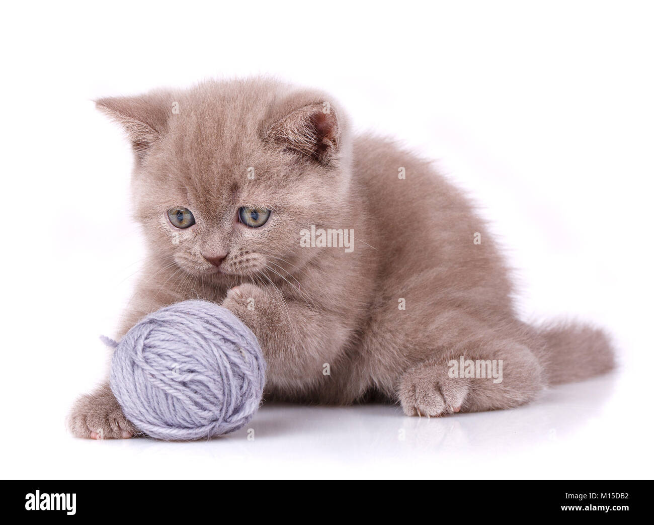 Cat. A kitten is playing. Game with a tangle of threads. Hunting for ...