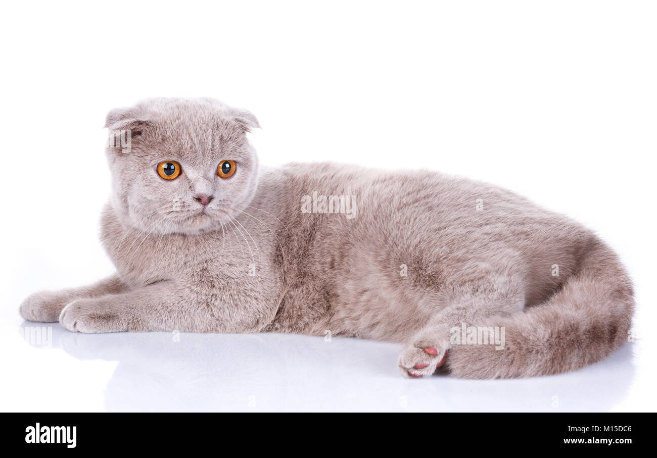 Cute Scottish Fold Cat Grey Isolated On White Background Stock