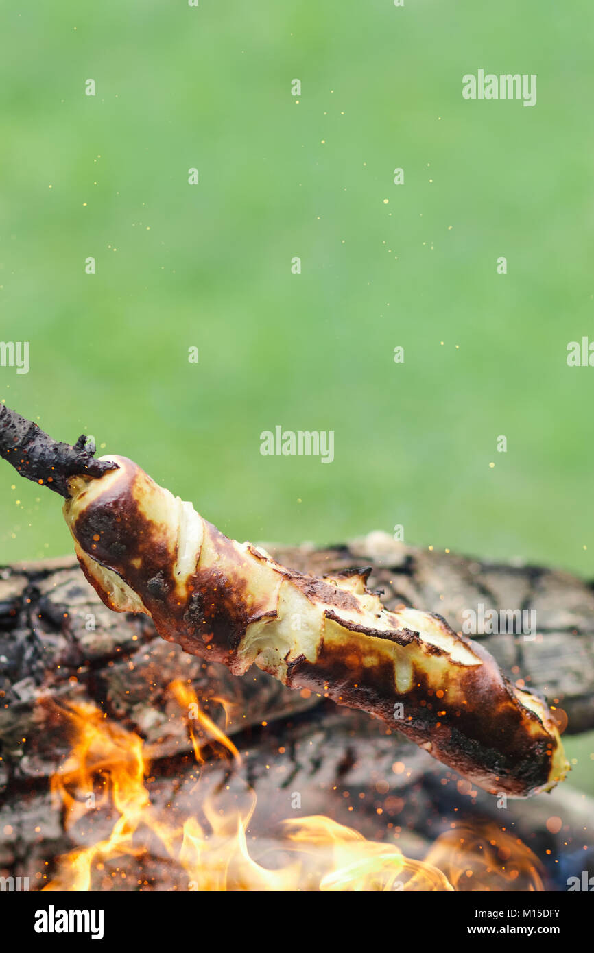 white barbecue sausage in wooden stick grilling on fireplace in front of green background Stock Photo