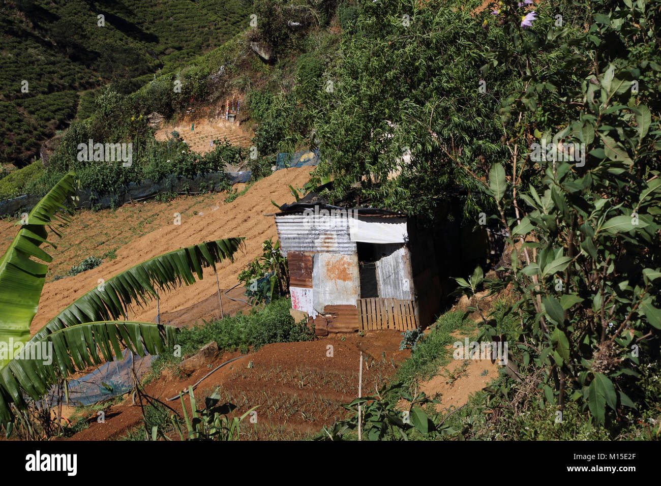 small holding in tea plantation nuwara eliya hill country central province sri lanka Stock Photo