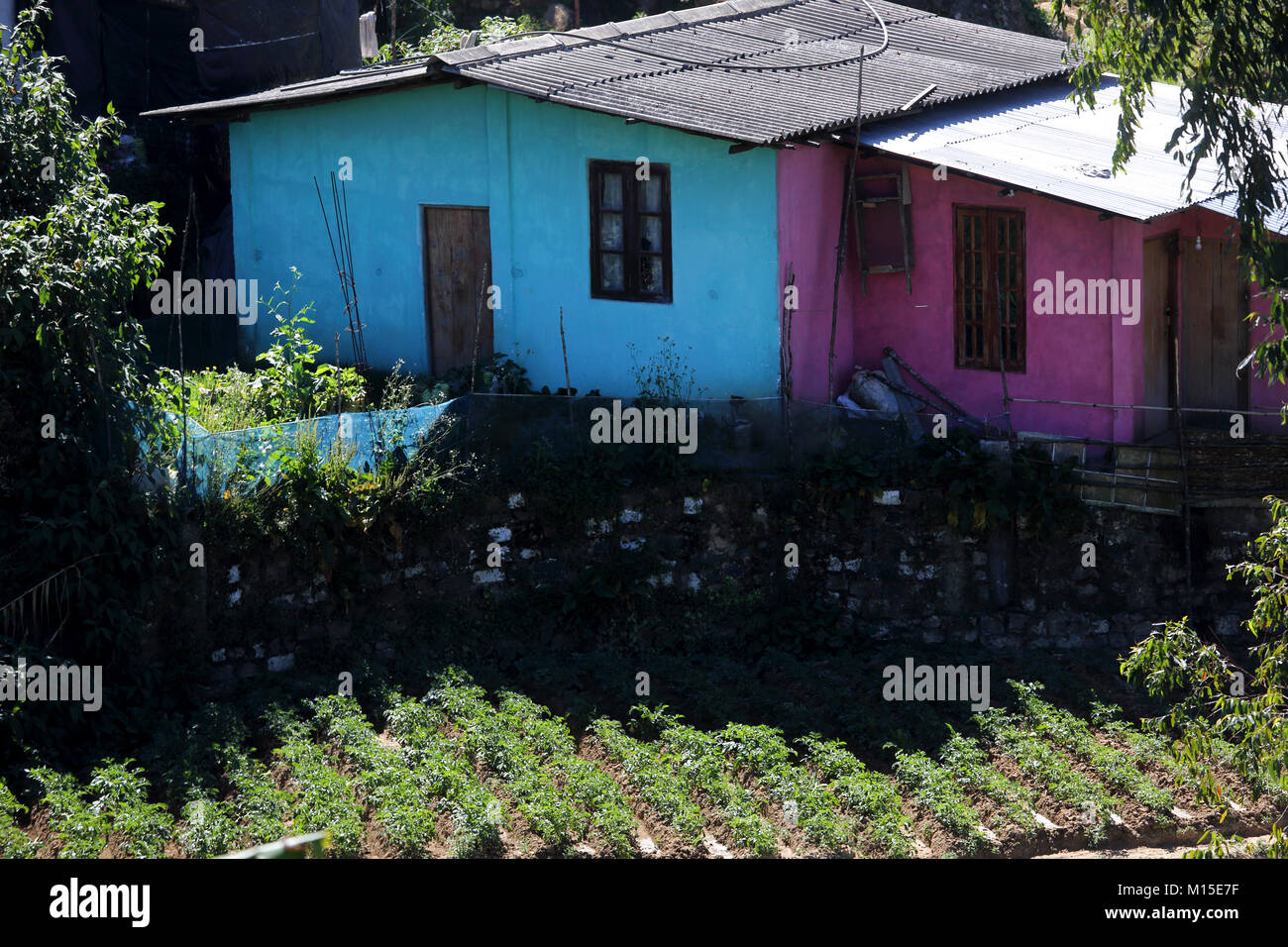 tea plantation nuwara eliya hill country central province sri lanka colourful tea pickers cottage Stock Photo