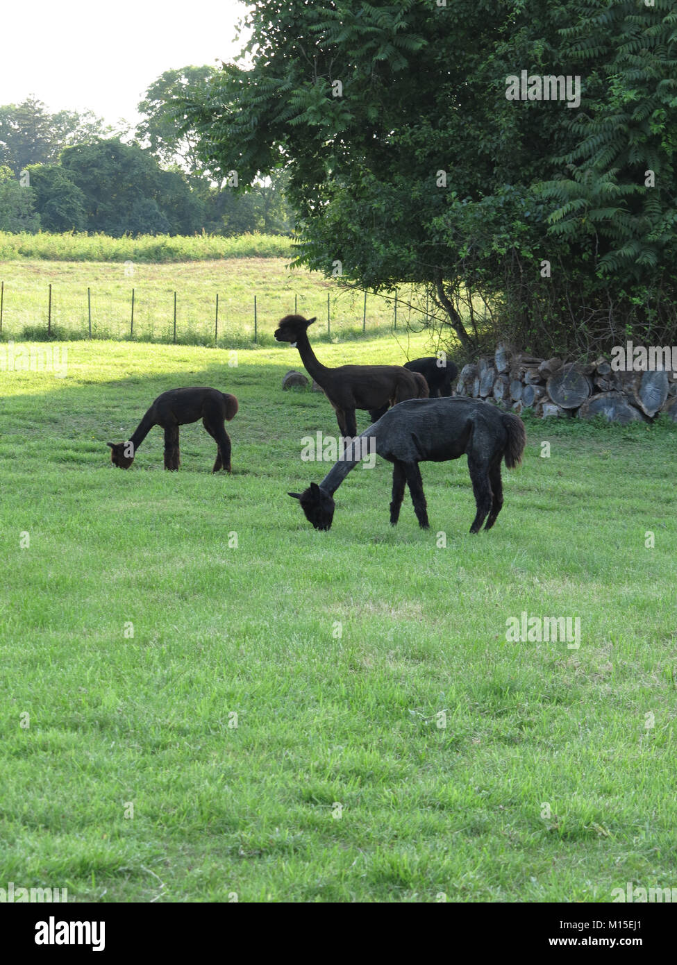 Three Black Alpacas Eating Grass on a Green Field Stock Photo