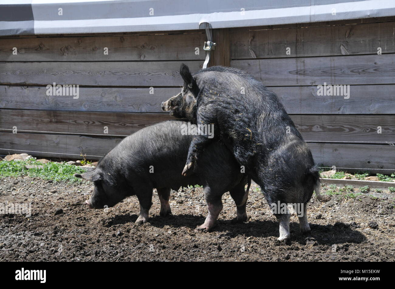 Black Pigs Mating Outside of a Barn Stock Photo - Alamy Black Pigs Mating Outside of a Barn Stock Photo - Alamy