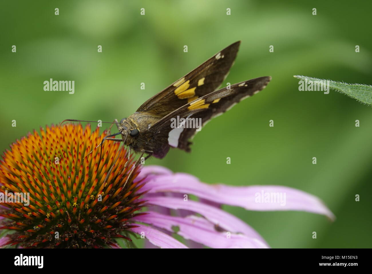 Monarch butterly nature hi-res stock photography and images - Alamy